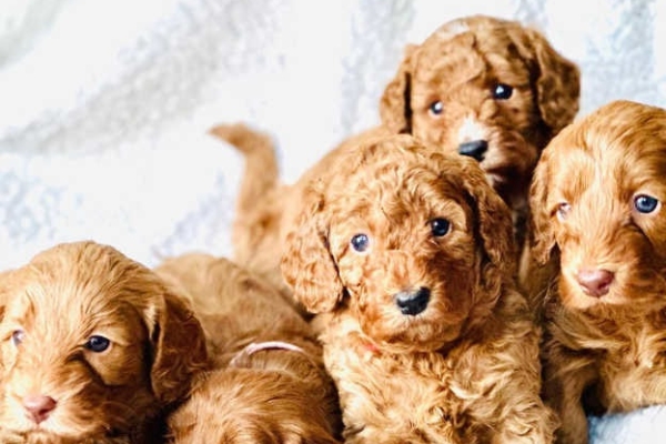 Cockapoo puppies are looking for their fur-ever home