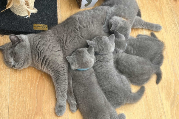 Male and Female British Shorthair Kittens