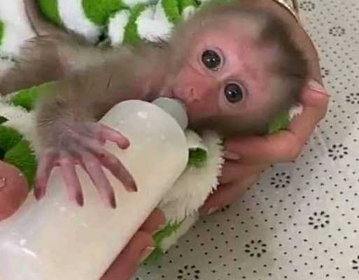 Top quality baby capuchin monkeys for sale