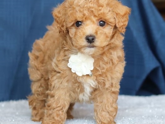 Cockapoo puppies are looking for their fur-ever home