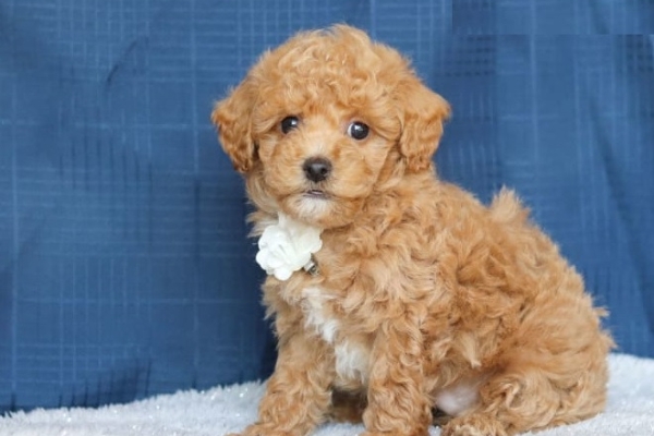 Cockapoo puppies are looking for their fur-ever home