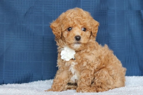 Cockapoo puppies are looking for their fur-ever home