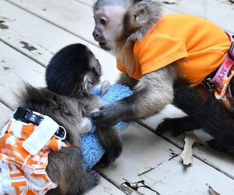 Capuchin monkeys and marmosets available for sale