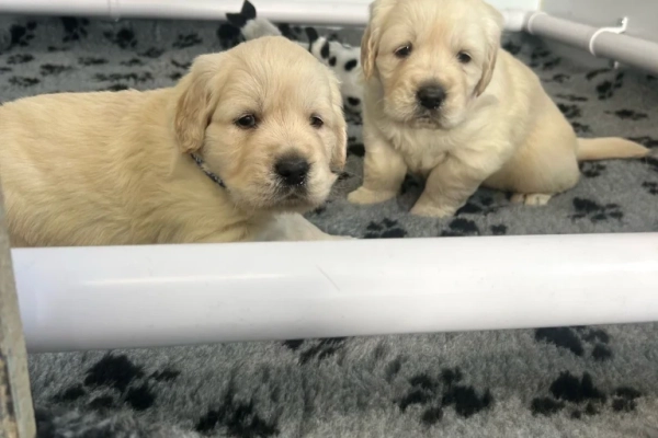 Wonderful GOLDEN RETRIEVER PUPPIES litter available