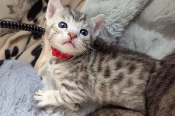 1 silver Bengal boy left looking for a home❤️