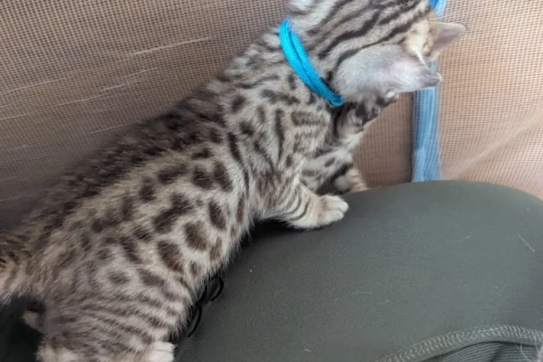 1 silver Bengal boy left looking for a home❤️