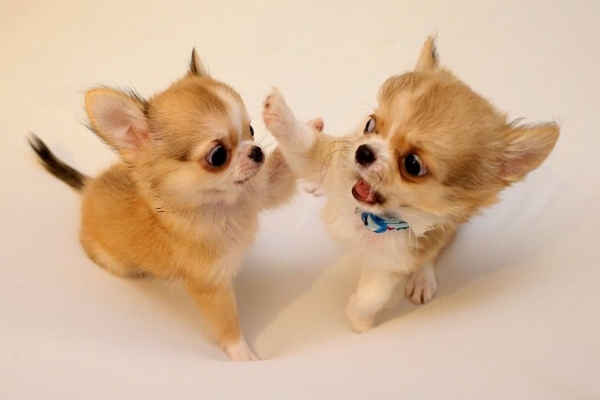 Litters line Chihuahua boys and girls ready to leave