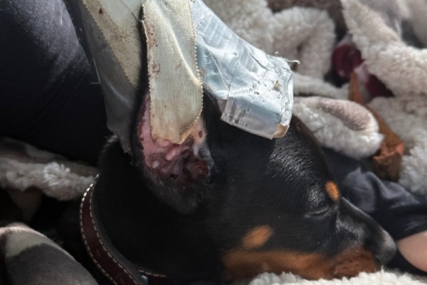 Beautiful Doberman Pinscher Puppies - Health Tested Parents