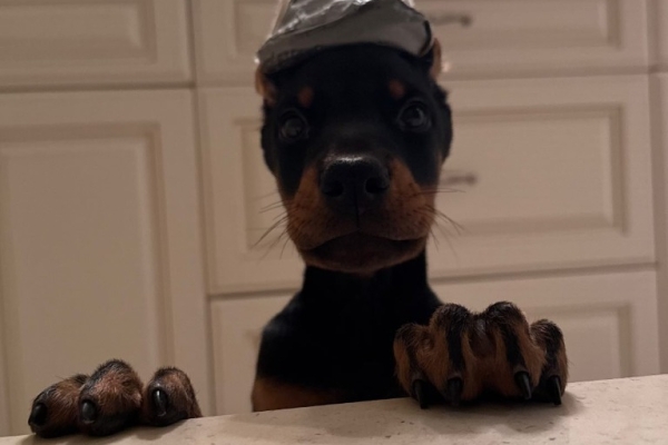 Beautiful Doberman Pinscher Puppies - Health Tested Parents