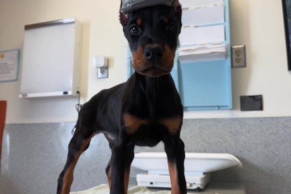 Beautiful Doberman Pinscher Puppies - Health Tested Parents