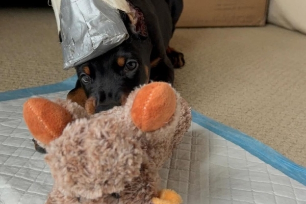 Beautiful Doberman Pinscher Puppies - Health Tested Parents