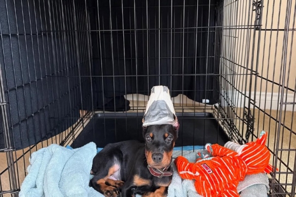 Beautiful Doberman Pinscher Puppies - Health Tested Parents