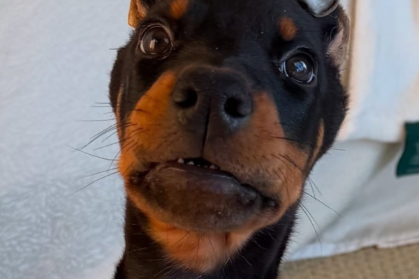 Beautiful Doberman Pinscher Puppies - Health Tested Parents