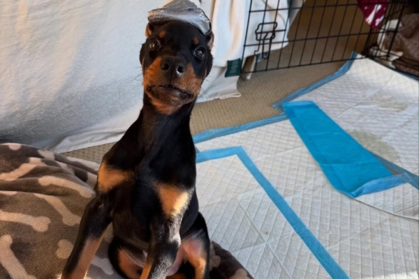 Beautiful Doberman Pinscher Puppies - Health Tested Parents