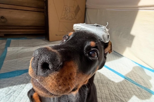 Beautiful Doberman Pinscher Puppies - Health Tested Parents