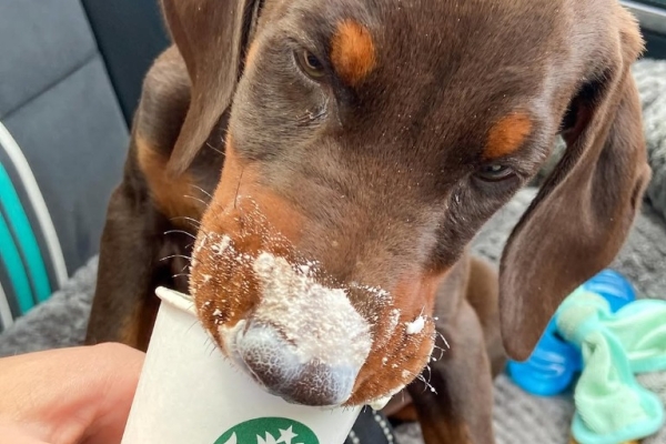 KC registered Doberman Pinscher puppies