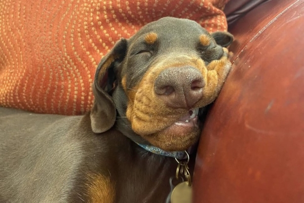 KC registered Doberman Pinscher puppies