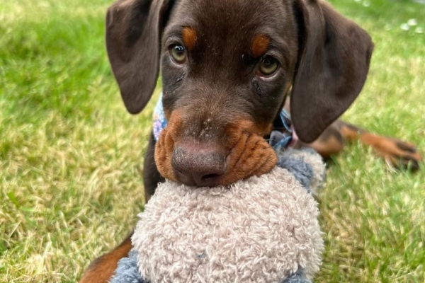 KC registered Doberman Pinscher puppies