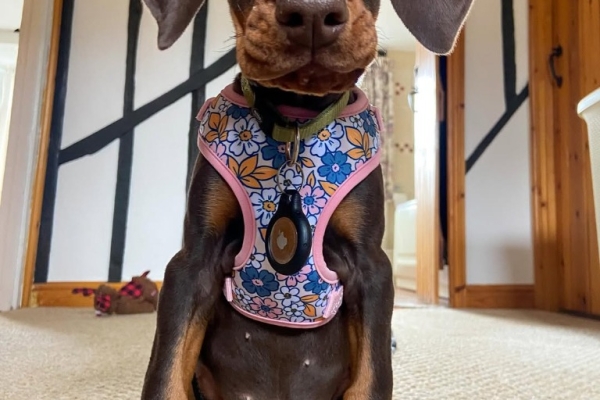 KC registered Doberman Pinscher puppies