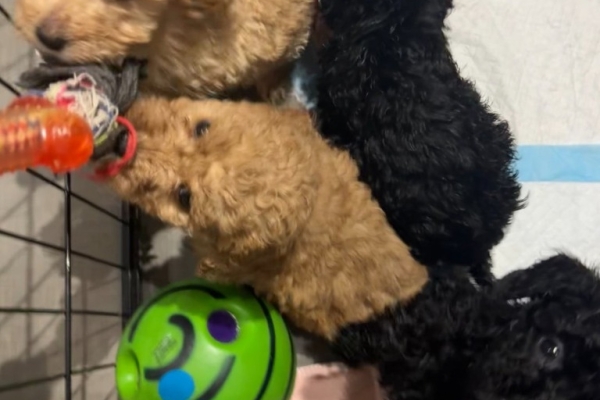 Amazing Kc Reg Cockapoo Puppies Available