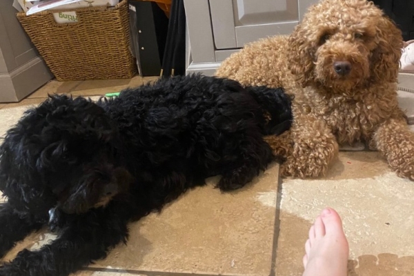 Amazing Kc Reg Cockapoo Puppies Available