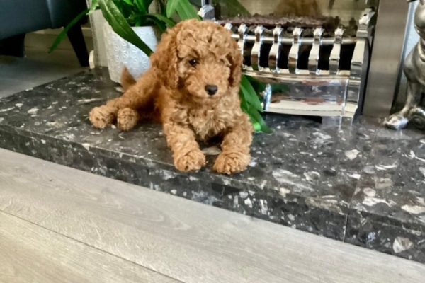 Amazing Kc Reg Cockapoo Puppies Available