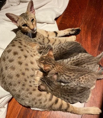 Tamed Exotics cats. (Ocelots, Caracals and F1 - F3 savannah and Serval)