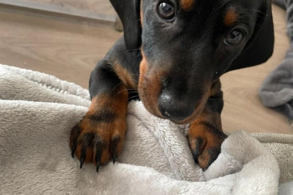 Miniature Dachshund puppies