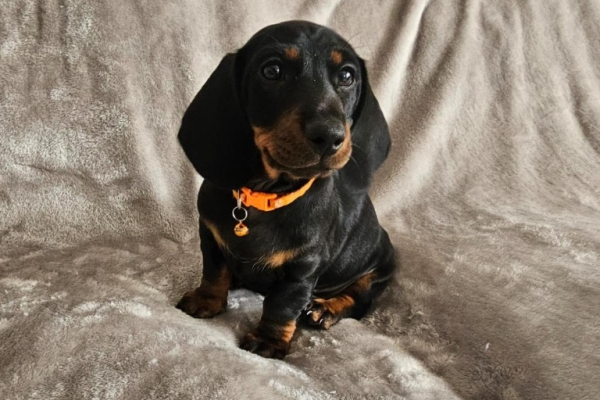 Miniature Dachshund puppies