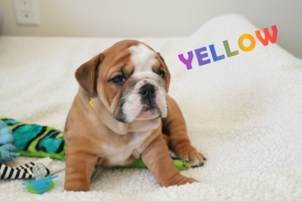Amazing english bulldog puppy