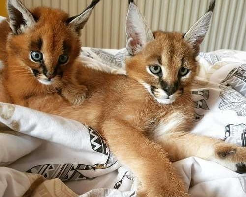 Tamed Exotics cats. (Ocelots, Caracals and F1 - F3 savannah and Serval)