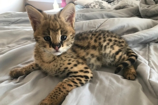 Home raised , Well tamed Exotics cats. (Ocelots, Caracals and F1 - F3 savannah and Serval)