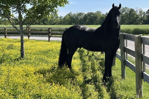 GOLBERG is 7 years old beautiful and safe Friesian Gelding