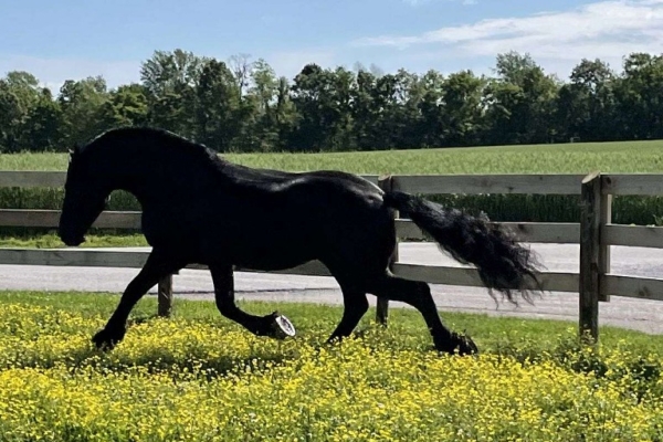 GOLBERG is 7 years old beautiful and safe Friesian Gelding