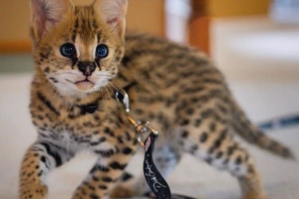 African Serval Kittens WhatsApp: +27842597191