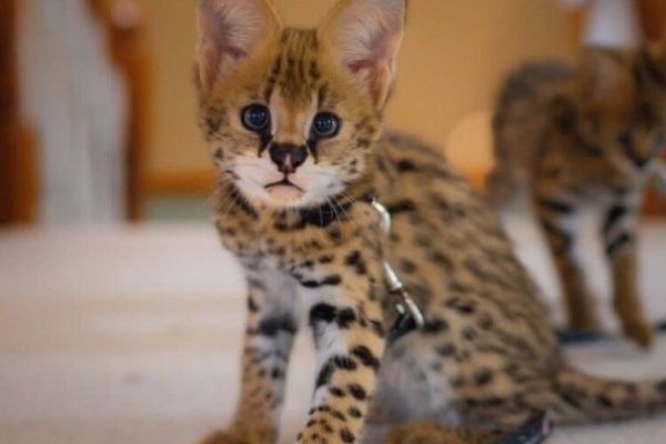 African Serval Kittens WhatsApp: +27842597191