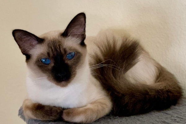 Balinese Kittens