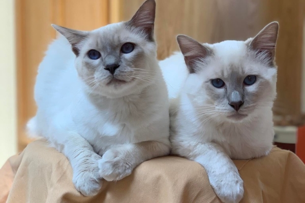 Balinese Kittens