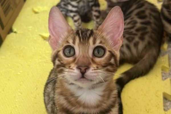 Bengal kittens