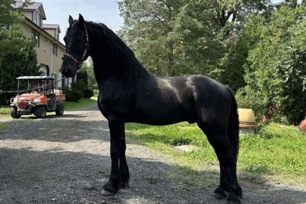 GOLBERG is 7 years old beautiful and safe Friesian Gelding