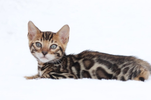 Snow/Silver/Charcoal/Brown Bengal Kittens WhatsApp: +27842597191