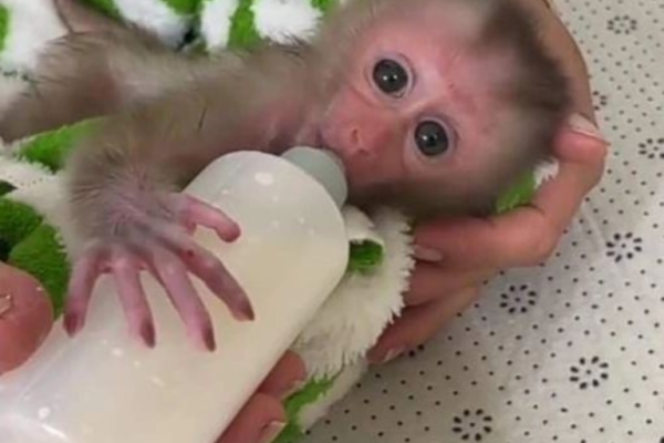 Capuchin monkeys