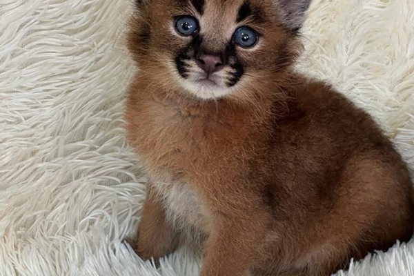 Caracal Kittens WhatsApp: +27842597191