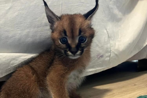 Caracal Kittens WhatsApp: +27842597191