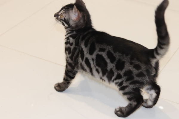 Snow/Silver/Charcoal/Brown Bengal Kittens WhatsApp: +27842597191
