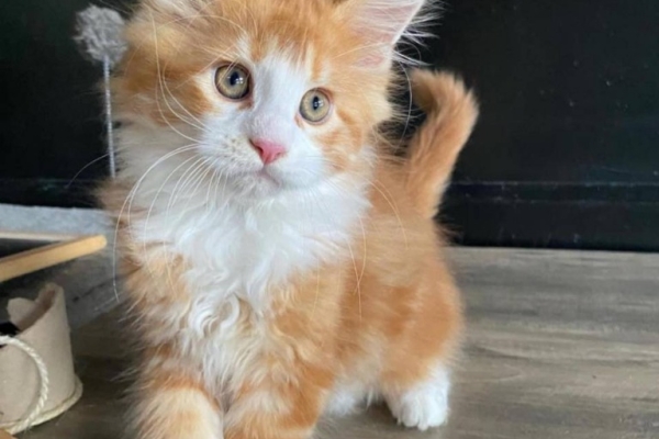 Maine Coon Kittens Available