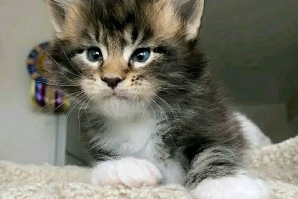Maine Coon Kittens Available