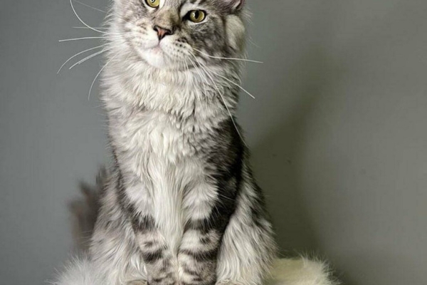 Maine Coon Kittens Available