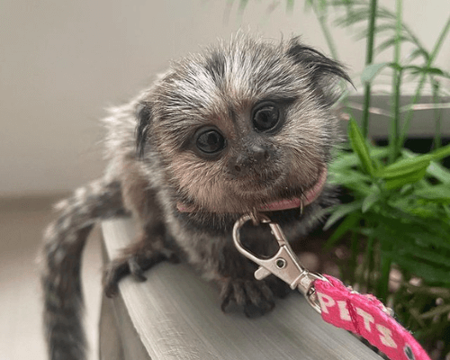 Beautiful Marmoset monkeys available.