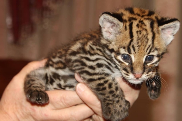 Ocelot Kittens WhatsApp: +27842597191